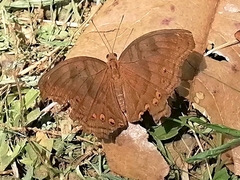 Junonia intermedia
