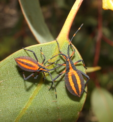 Amorbus bispinus