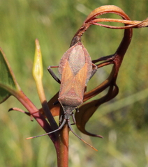 Amorbus bispinus