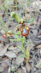 Ophrys speculum