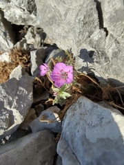Erodium foetidum