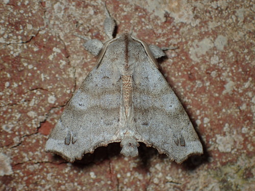 Angel Moth photo 3