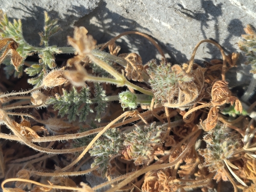 Erodium foetidum, photograph 2