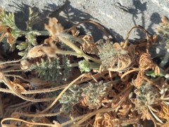 Erodium foetidum, photograph (c) Yves Bas, some rights reserved (CC BY)
