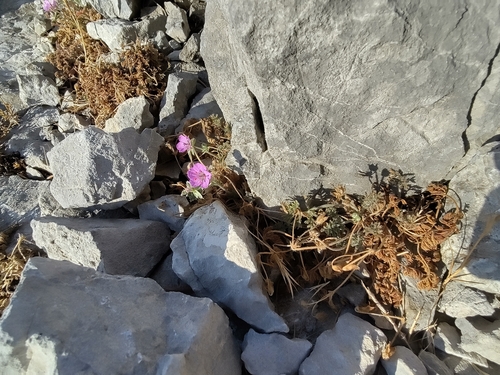 Erodium foetidum, photograph 3