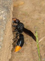 Synagris