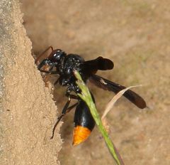 Synagris