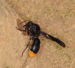 Synagris