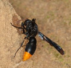 Synagris