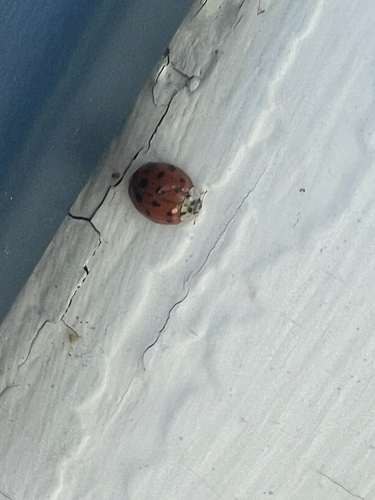 Asian Lady Beetle