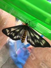 Cystidia truncangulata