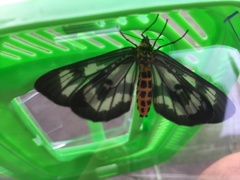 Cystidia truncangulata