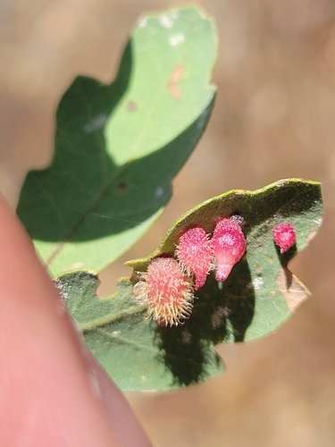 iNaturalist observation photo of Crystalline Gall Wasp