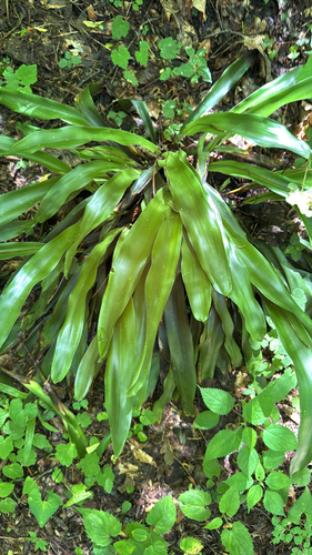 Carex fraseriana