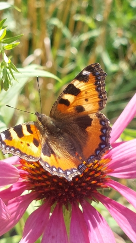 Small Tortoiseshell