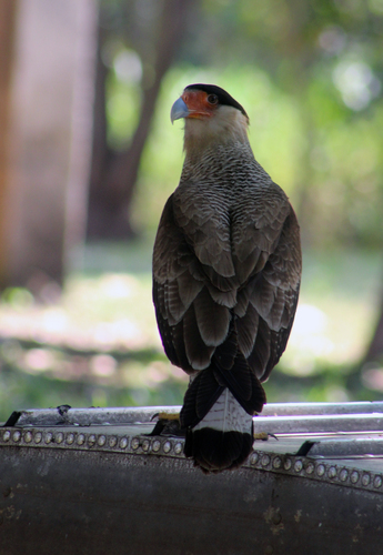 Crested Caracara