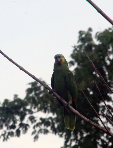 Turquoise-fronted Amazon