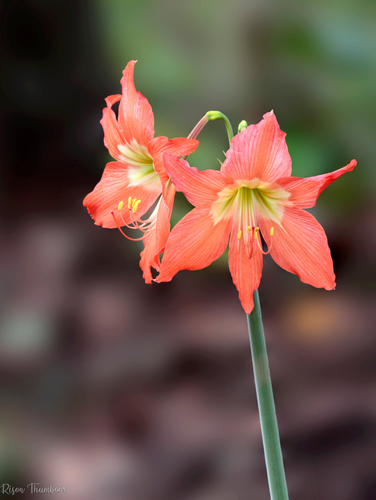 Hippeastrum puniceum