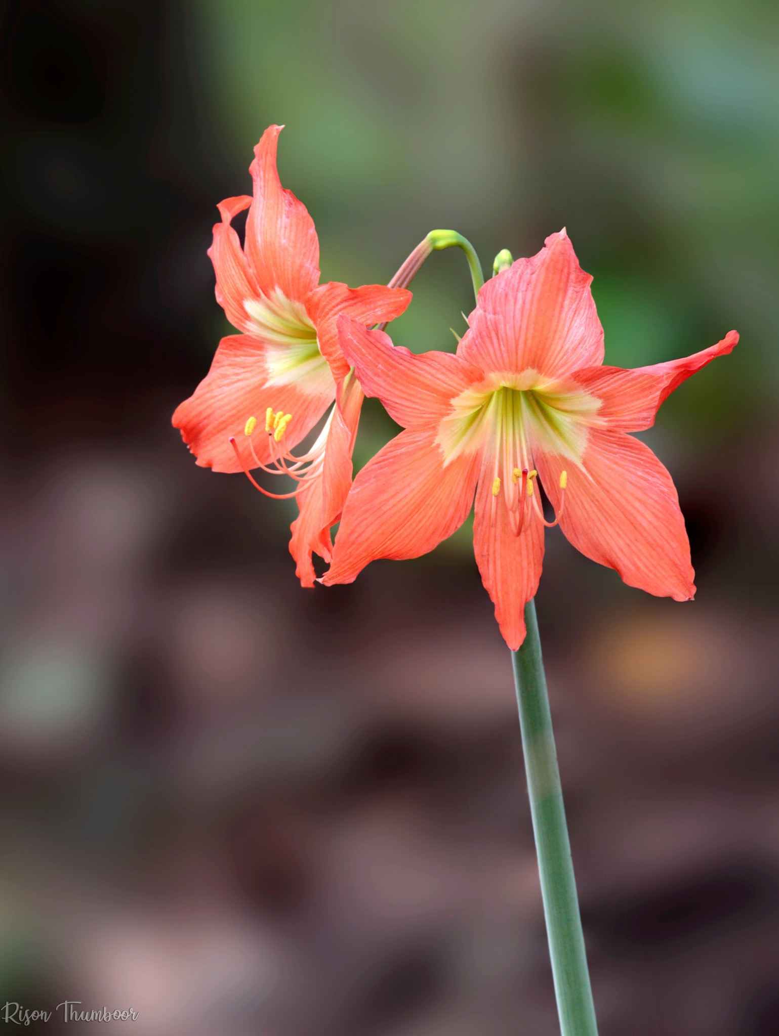 Barbados Lily (Hippeastrum puniceum)  iNaturalist