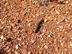 Hyles livornicoides
