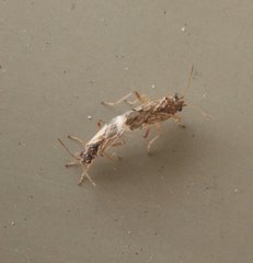 Nysius vinitor