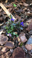 Lobelia erinus