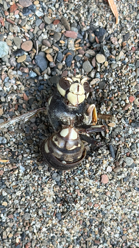 iNaturalist observation photo of Bald-faced Hornet
