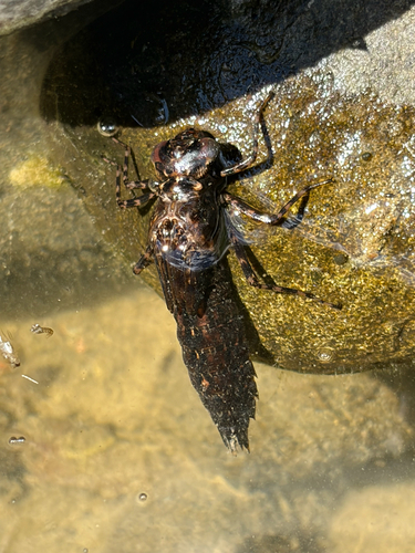 iNaturalist observation photo of Dragonflies
