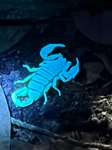 iNaturalist observation photo of Forest Scorpions