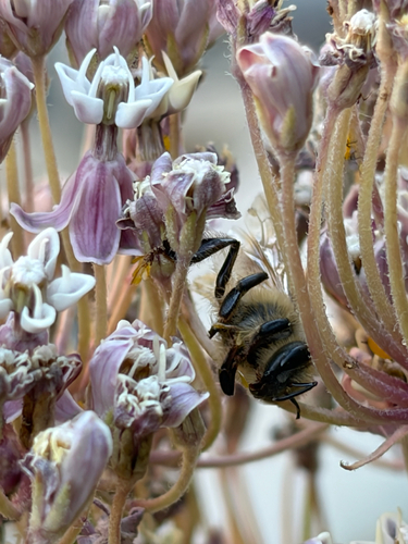 iNaturalist observation photo of Western Honey Bee