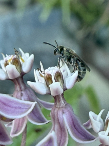 iNaturalist observation photo of Lasioglossum