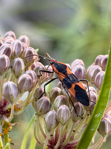 iNaturalist observation photo of Large Milkweed Bug