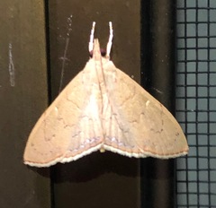 Hyalobathra crenulata