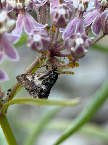 iNaturalist observation photo of Heliothodes