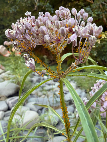 iNaturalist observation photo of Oleander Aphid