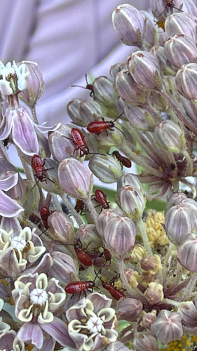iNaturalist observation photo of Large Milkweed Bug