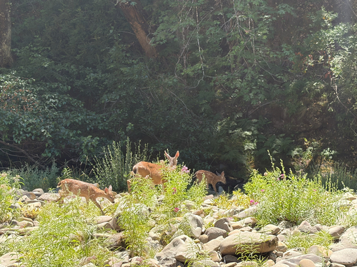 iNaturalist observation photo of Mule Deer