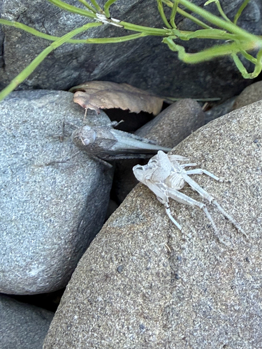 iNaturalist observation photo of Bandwing Grasshoppers