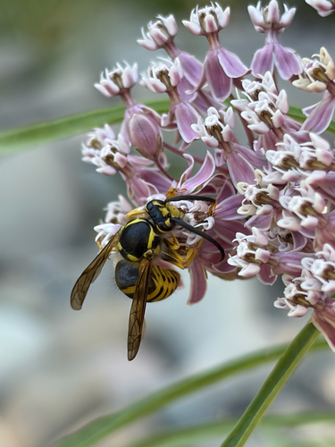iNaturalist observation photo of Aerial Yellowjackets
