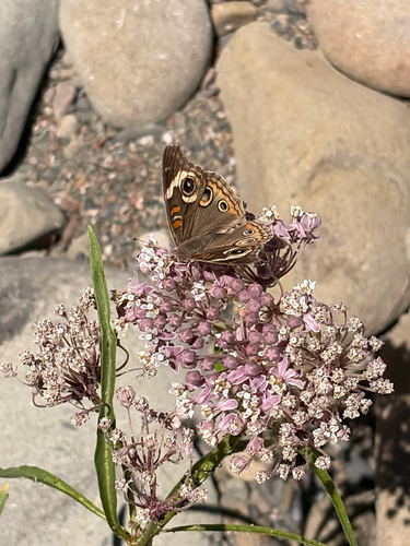 iNaturalist observation photo of Gray Buckeye