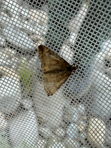 iNaturalist observation photo of Butterflies and Moths