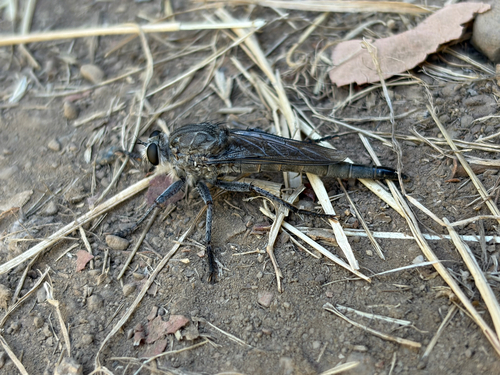 iNaturalist observation photo of Marauders