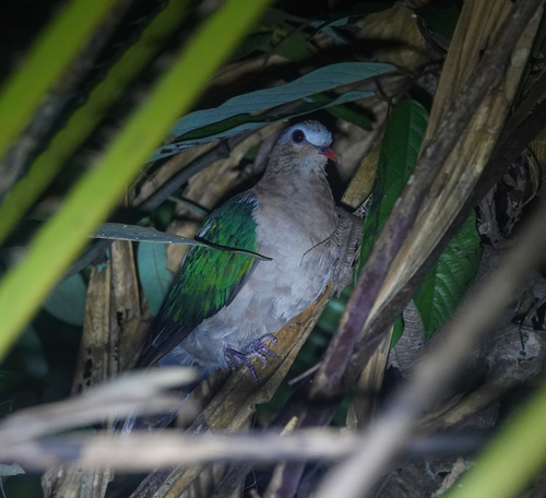 Common Emerald Dove (Chalcophaps indica), photo 4