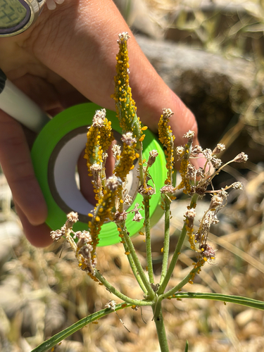 iNaturalist observation photo of Oleander Aphid