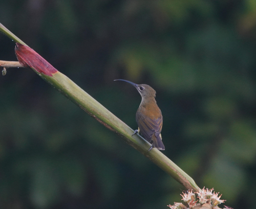 Little Spiderhunter (Arachnothera longirostra), photo 7