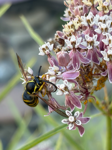 iNaturalist observation photo of Common Aerial Yellowjacket