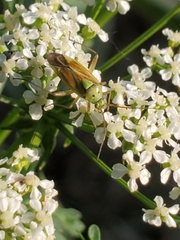 Closterotomus