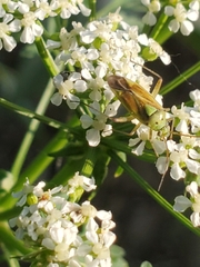 Closterotomus