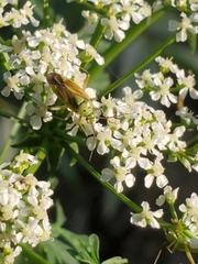 Closterotomus