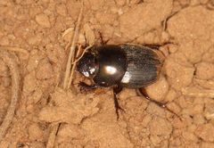 Onthophagus vinctus